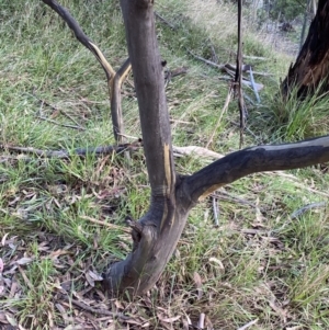 Eucalyptus pauciflora subsp. pauciflora at Jagungal Wilderness, NSW - 12 Mar 2022 06:23 PM