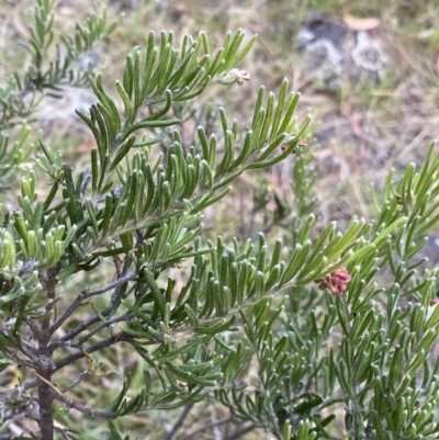 Grevillea lanigera (Woolly Grevillea) at Jagungal Wilderness, NSW - 12 Mar 2022 by Ned_Johnston