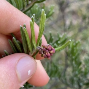 Grevillea lanigera at Jagungal Wilderness, NSW - 12 Mar 2022