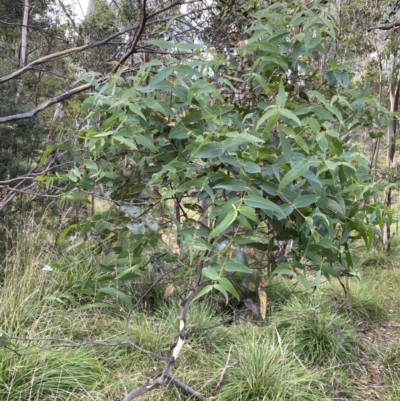 Eucalyptus viminalis (Ribbon Gum) at Jagungal Wilderness, NSW - 12 Mar 2022 by Ned_Johnston