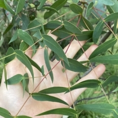 Eucalyptus viminalis at Jagungal Wilderness, NSW - 12 Mar 2022