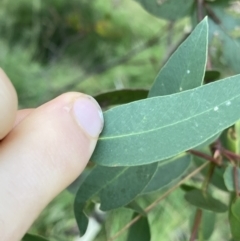 Eucalyptus viminalis at Jagungal Wilderness, NSW - 12 Mar 2022