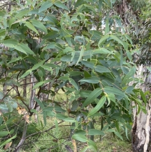 Eucalyptus viminalis at Jagungal Wilderness, NSW - 12 Mar 2022