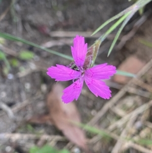 Dianthus armeria at Jagungal Wilderness, NSW - 12 Mar 2022 06:13 PM