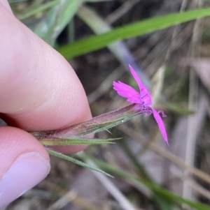 Dianthus armeria at Jagungal Wilderness, NSW - 12 Mar 2022 06:13 PM