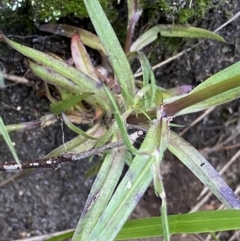 Dianthus armeria at Jagungal Wilderness, NSW - 12 Mar 2022 06:13 PM