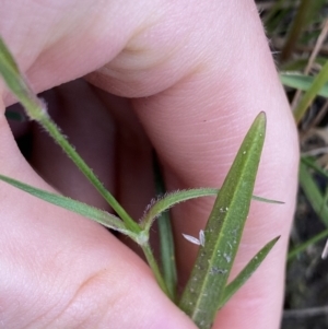 Dianthus armeria at Jagungal Wilderness, NSW - 12 Mar 2022 06:13 PM