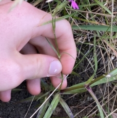 Dianthus armeria at Jagungal Wilderness, NSW - 12 Mar 2022 06:13 PM