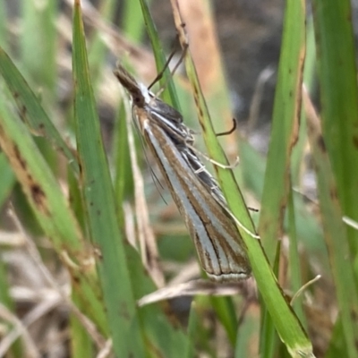 Hednota species near grammellus (Pyralid or snout moth) at Jagungal Wilderness, NSW - 12 Mar 2022 by NedJohnston