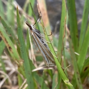 Hednota species near grammellus at Jagungal Wilderness, NSW - 12 Mar 2022 06:13 PM