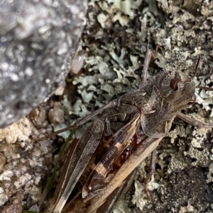 Oedaleus australis at Jagungal Wilderness, NSW - 12 Mar 2022 06:11 PM