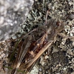 Oedaleus australis at Jagungal Wilderness, NSW - 12 Mar 2022 06:11 PM