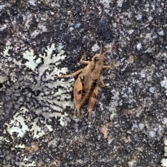 Phaulacridium vittatum at Jagungal Wilderness, NSW - 12 Mar 2022