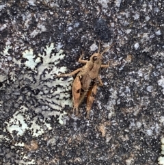 Phaulacridium vittatum at Jagungal Wilderness, NSW - 12 Mar 2022 06:11 PM