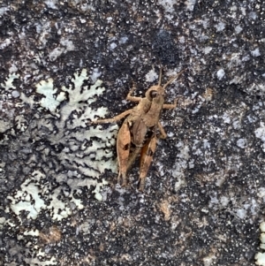 Phaulacridium vittatum at Jagungal Wilderness, NSW - 12 Mar 2022