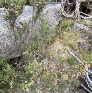 Ozothamnus cupressoides at Jagungal Wilderness, NSW - 12 Mar 2022