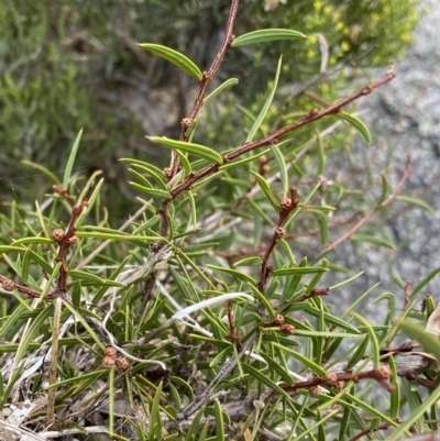 Acacia siculiformis (Dagger Wattle) at Kosciuszko National Park - 12 Mar 2022 by Ned_Johnston