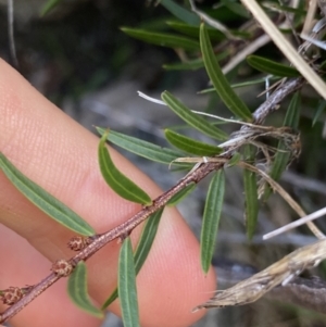 Acacia siculiformis at Jagungal Wilderness, NSW - 12 Mar 2022 06:08 PM