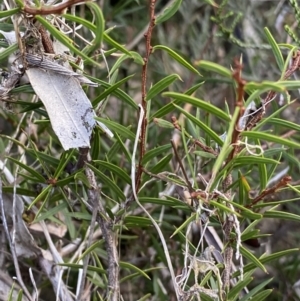 Acacia siculiformis at Jagungal Wilderness, NSW - 12 Mar 2022 06:08 PM