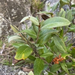 Grevillea oxyantha subsp. oxyantha (Kybean Grevillea) at Jagungal Wilderness, NSW - 12 Mar 2022 by Ned_Johnston