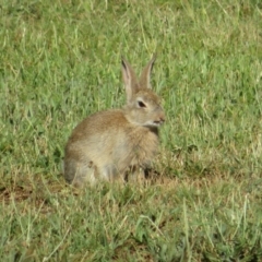 Oryctolagus cuniculus (European Rabbit) at Campbell, ACT - 3 Jan 2022 by Christine