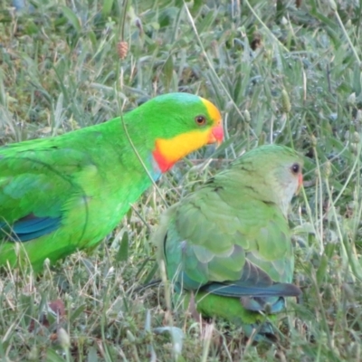 Polytelis swainsonii (Superb Parrot) at Campbell, ACT - 3 Jan 2022 by Christine