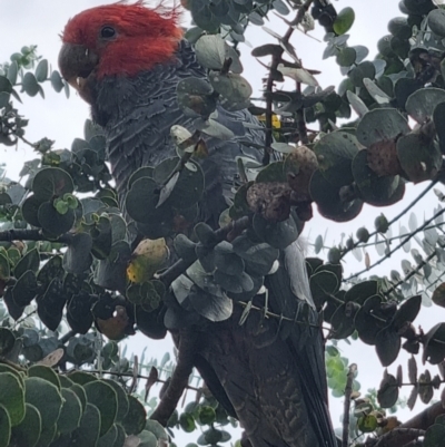 Callocephalon fimbriatum (Gang-gang Cockatoo) at Rivett, ACT - 17 Mar 2022 by maXineC