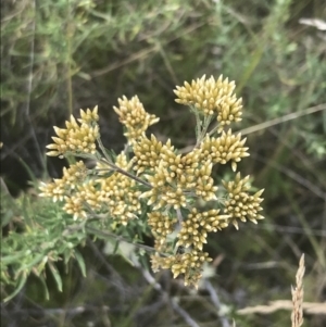 Cassinia monticola at Tantangara, NSW - 12 Mar 2022