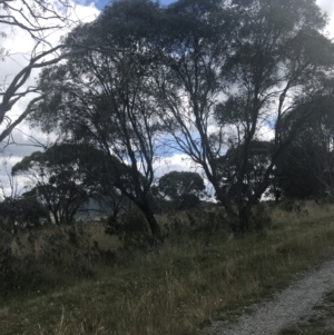 Eucalyptus stellulata at Tantangara, NSW - 12 Mar 2022 12:16 PM