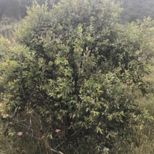 Eucalyptus stellulata at Tantangara, NSW - 12 Mar 2022 12:16 PM