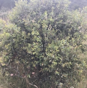 Eucalyptus stellulata at Tantangara, NSW - 12 Mar 2022 12:16 PM