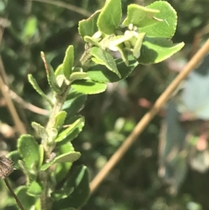 Olearia myrsinoides at Tantangara, NSW - 12 Mar 2022