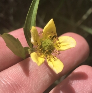 Geum urbanum at Tantangara, NSW - 12 Mar 2022