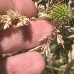 Geum urbanum at Tantangara, NSW - 12 Mar 2022