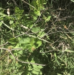 Geum urbanum at Tantangara, NSW - 12 Mar 2022