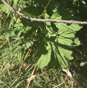 Geum urbanum at Tantangara, NSW - 12 Mar 2022