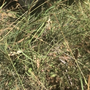 Bossiaea riparia at Tantangara, NSW - 12 Mar 2022