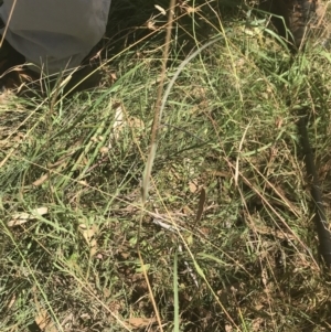 Bossiaea riparia at Tantangara, NSW - 12 Mar 2022