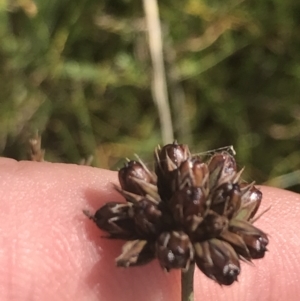 Juncus falcatus at Tantangara, NSW - 12 Mar 2022