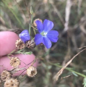 Linum marginale at Tantangara, NSW - 12 Mar 2022 12:17 PM