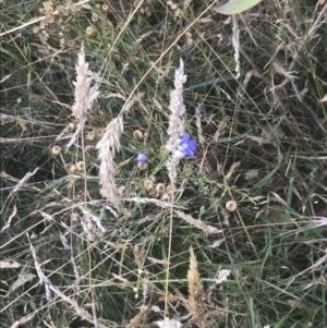 Linum marginale at Tantangara, NSW - 12 Mar 2022 12:17 PM