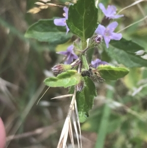 Mentha diemenica at Cooleman, NSW - 12 Mar 2022 12:39 PM