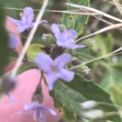 Mentha diemenica at Cooleman, NSW - 12 Mar 2022 12:39 PM