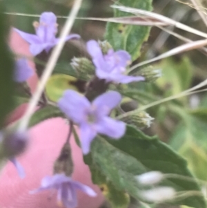 Mentha diemenica at Cooleman, NSW - 12 Mar 2022 12:39 PM