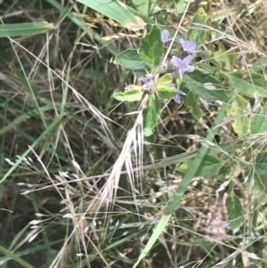 Mentha diemenica at Cooleman, NSW - 12 Mar 2022 12:39 PM