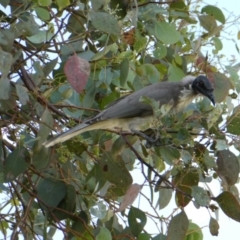 Philemon corniculatus (Noisy Friarbird) at Emu Creek - 12 Mar 2022 by jgiacon