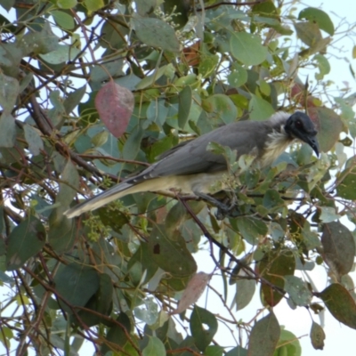Philemon corniculatus (Noisy Friarbird) at Belconnen, ACT - 12 Mar 2022 by jgiacon