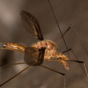 Leptotarsus (Macromastix) costalis at Melba, ACT - 15 Jan 2022 10:58 PM