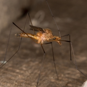 Leptotarsus (Macromastix) costalis at Melba, ACT - 15 Jan 2022 10:58 PM