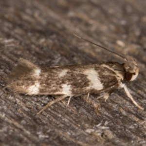 Macrobathra ceraunobola at Melba, ACT - 15 Jan 2022